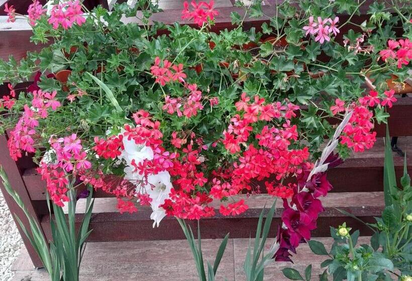 پانسیون Casa Alex