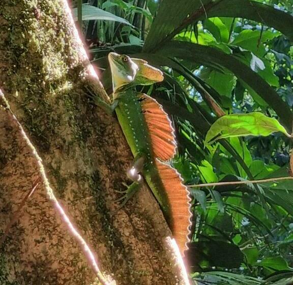 פנסיון Wildlife Tortuguero