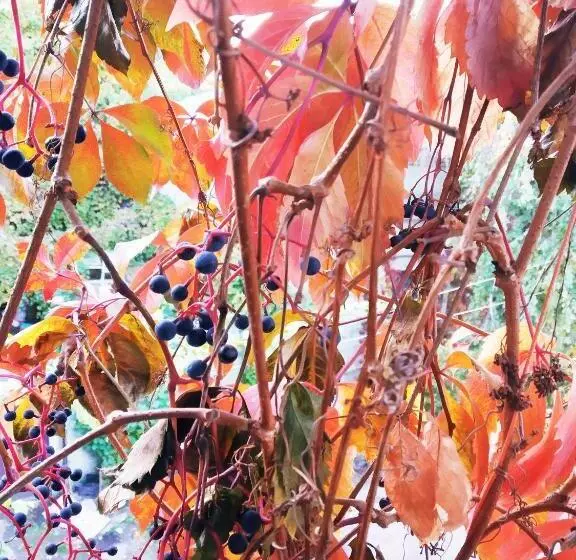 בית מלון כפרי Calipso