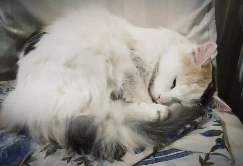 בית מלון כפרי Calipso