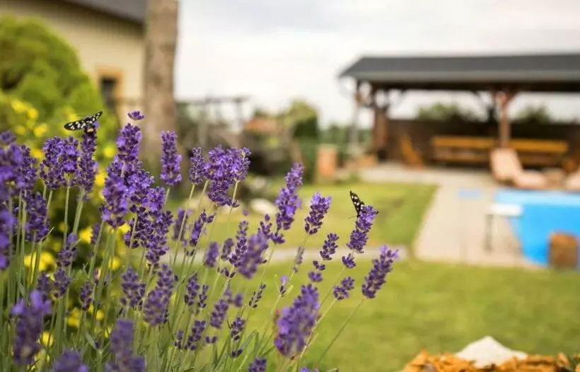 ペンション Penzion živá Pálava