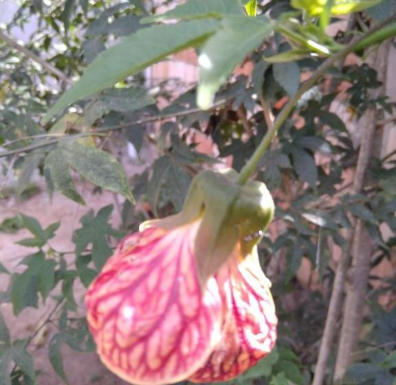 הוסטל Cantinho Da Lobeira