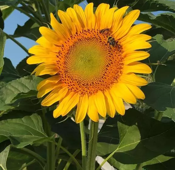 Majatalo I Broletti Del Garda