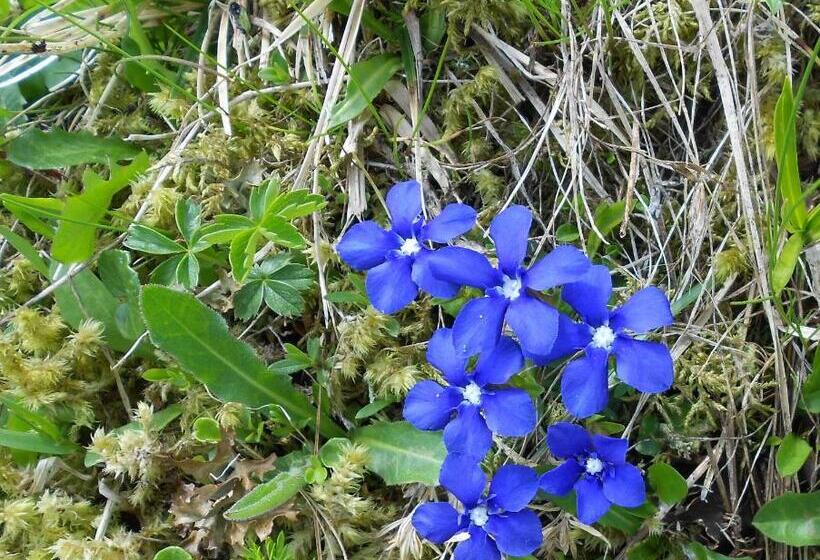 Die Kalsbergerin Ferienwohnung Für Genießer