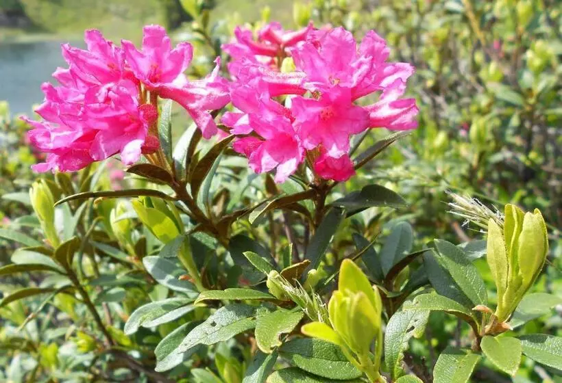 Die Kalsbergerin Ferienwohnung Für Genießer