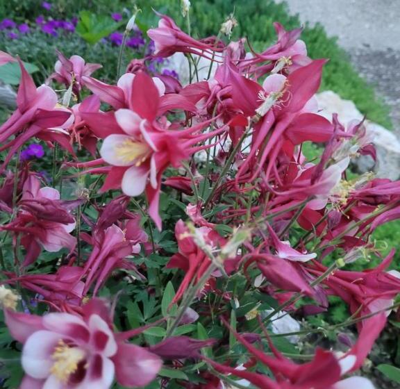 بنسيون Anda Vendégház