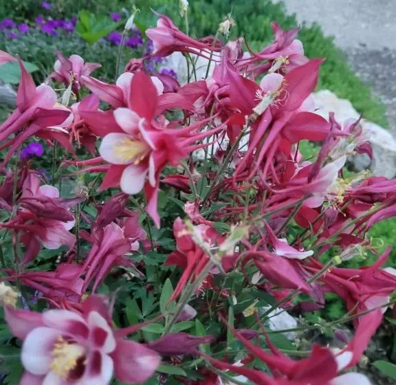 Majatalo Anda Vendégház