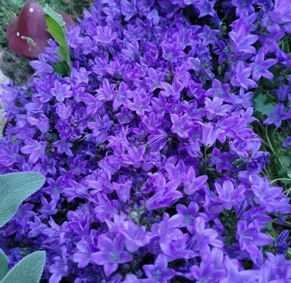 Majatalo Anda Vendégház