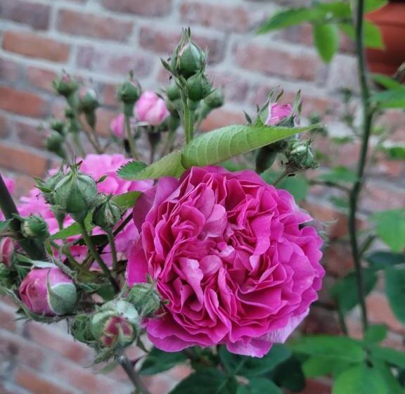 بنسيون Anda Vendégház