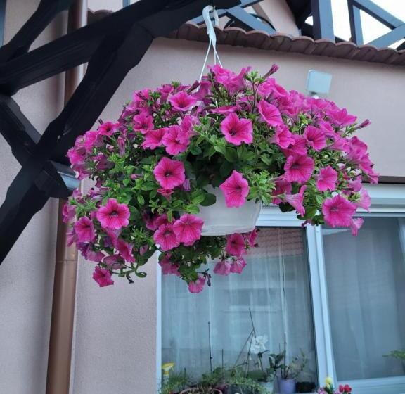 بنسيون Anda Vendégház