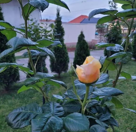 Majatalo Anda Vendégház