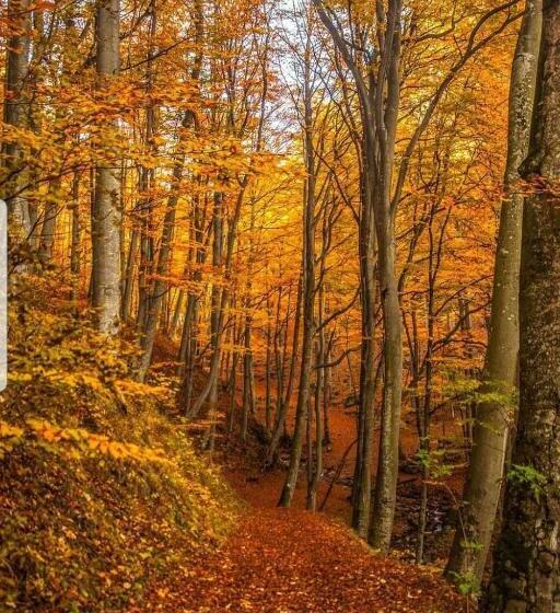 Casa De Vacanta Sadu