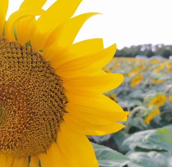 مبيت وإفطار Au Coeur Du Marais