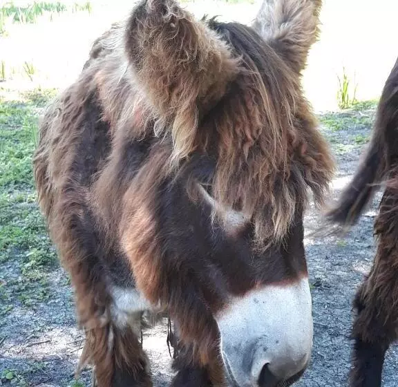 Aamiaismajoitus (B&B) Au Coeur Du Marais