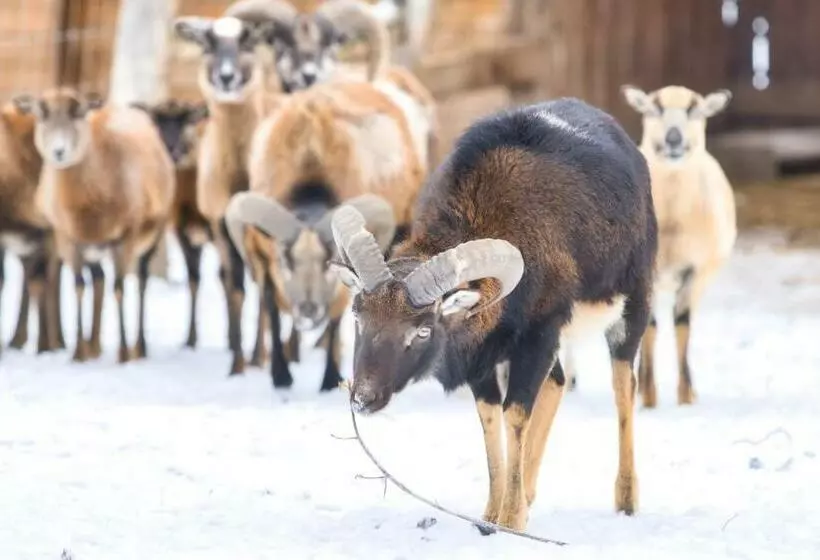 ペンション Domeniul Dracula Daneș