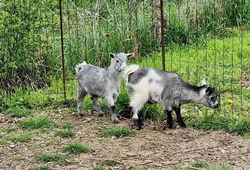 Domaine Des Gallinaces Chalet Sussex 2 4p