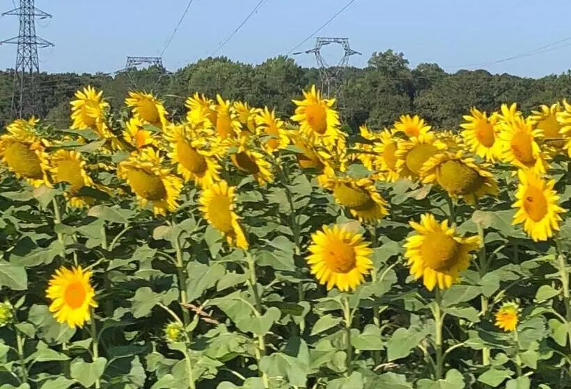 Jasmin 1 Jeanne D Albret