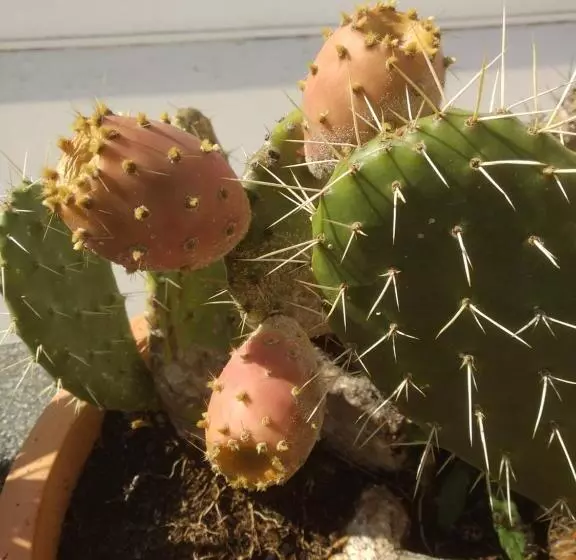 Bea S Bed & Breakfast