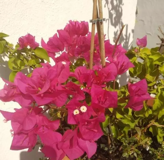 Bea S Bed & Breakfast