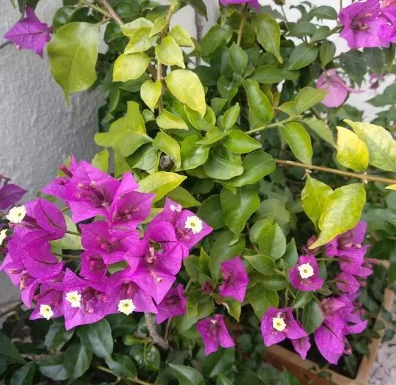 Bea S Bed & Breakfast