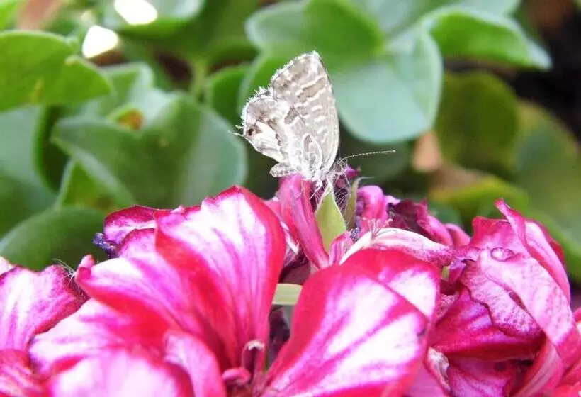 Bea S Bed & Breakfast