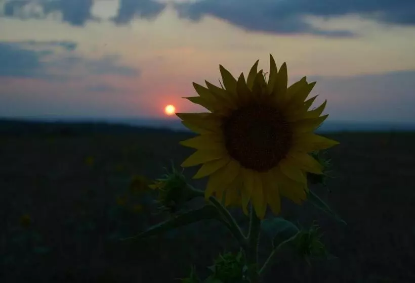 Majatalo онгъл запад