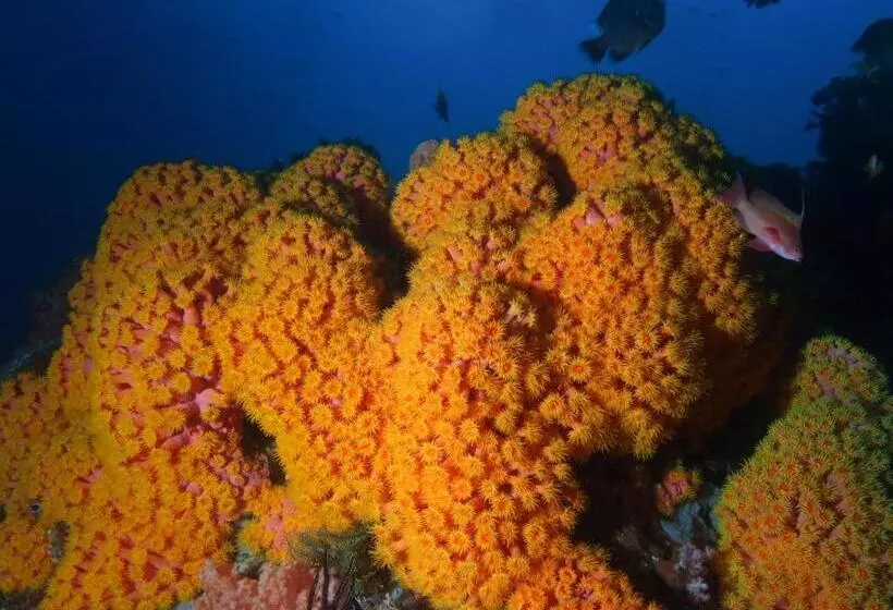リゾートホテル Blue Bay Divers Likupang Bangka
