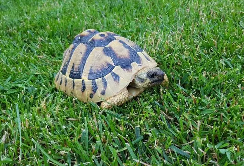 Favola Exclusive B&b