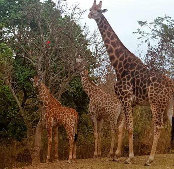 پانسیون Wild Fig Guesthouse