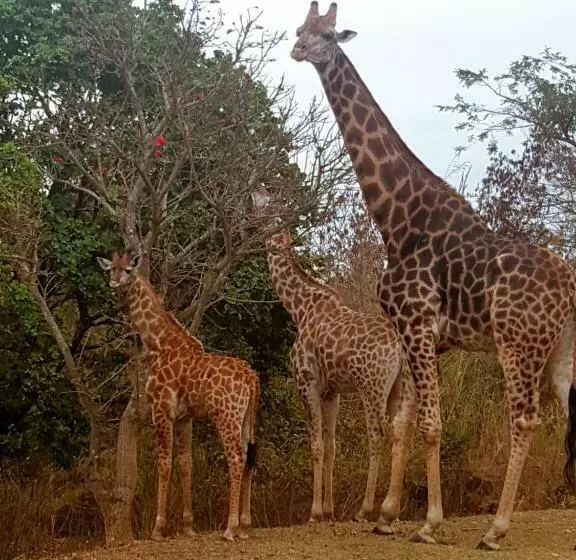 پانسیون Wild Fig Guesthouse