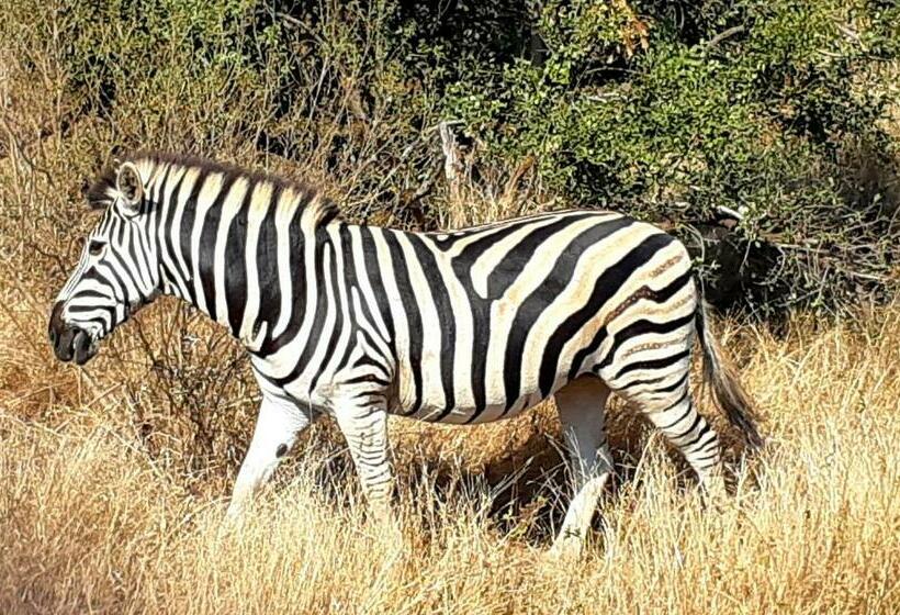 پانسیون Wild Fig Guesthouse