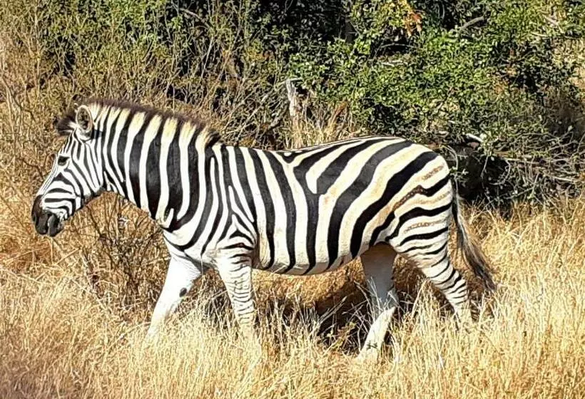 پانسیون Wild Fig Guesthouse