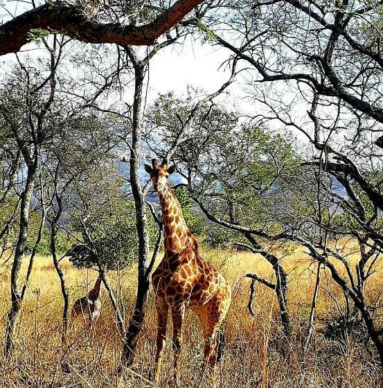 پانسیون Wild Fig Guesthouse