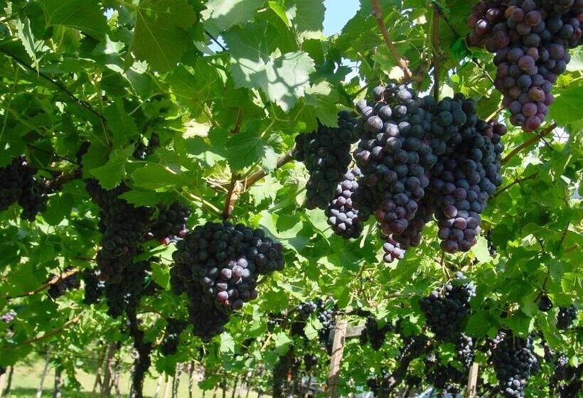 호텔 Pension Appartment Hecherhof