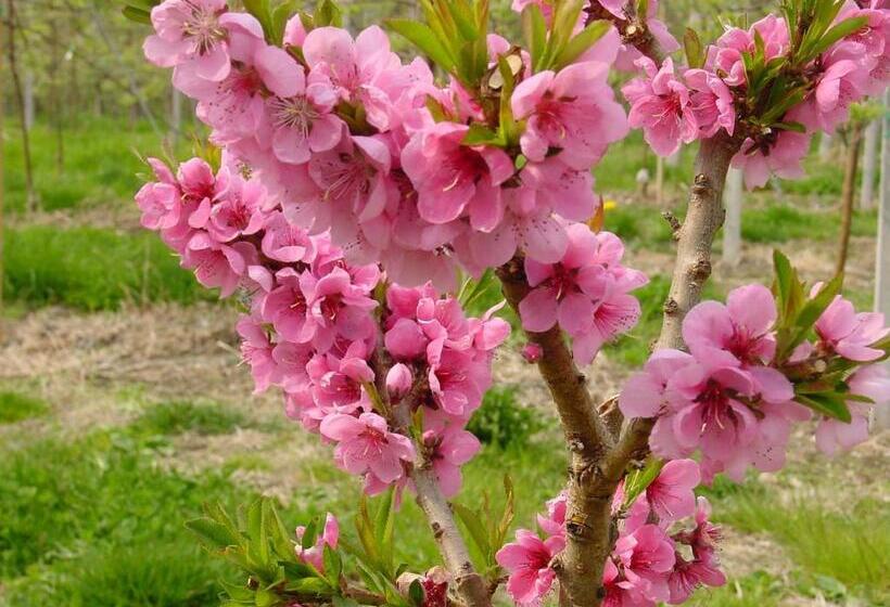 호텔 Pension Appartment Hecherhof