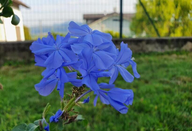 Fiori F   Le Joli Coin