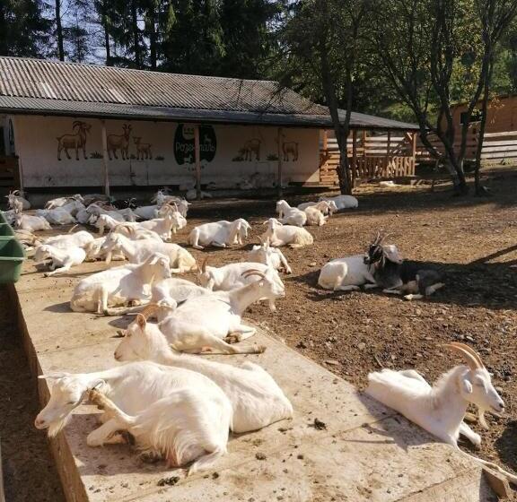 Hotel хостел васкул