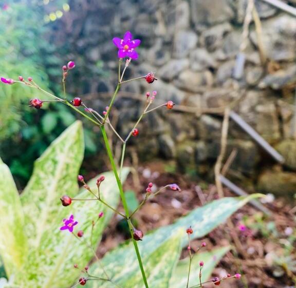 Pensionat Mount Breeze Ella