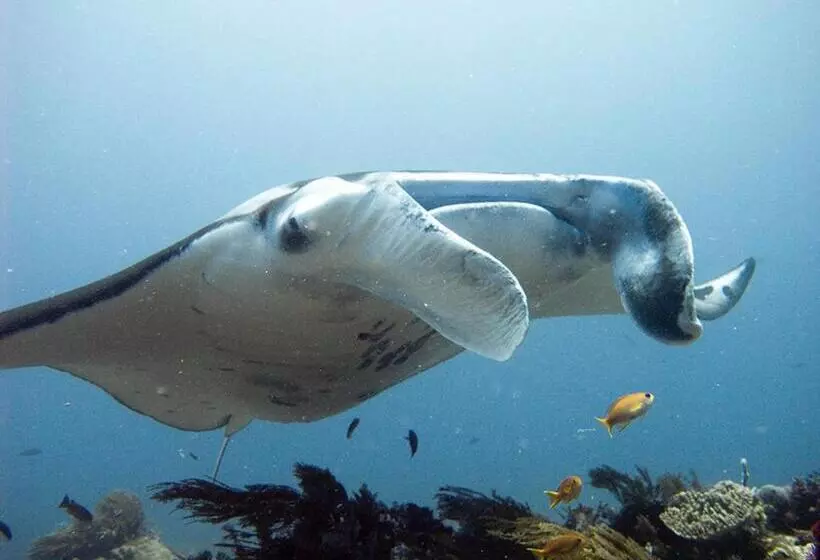 ペンション Blue Marlin Dive Komodo