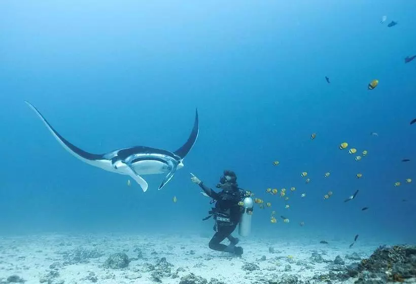 ペンション Blue Marlin Dive Komodo