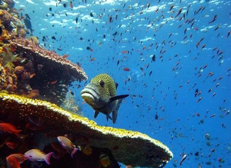 ペンション Blue Marlin Dive Komodo