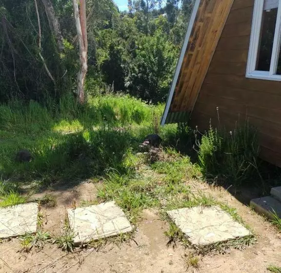 Natuchiantaño