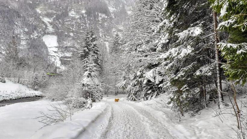 Büelbad Relax Holiday Apartment