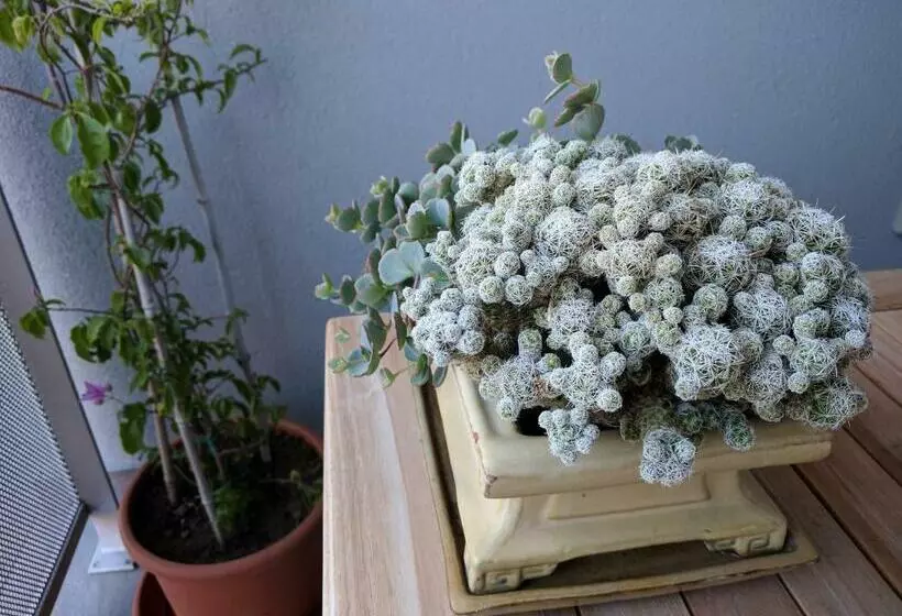 Jan S Place At Seaside