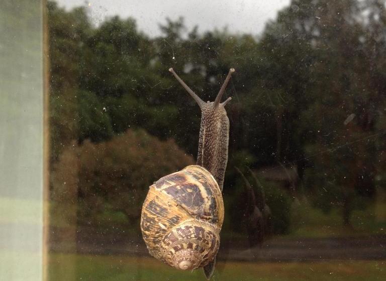 مبيت وإفطار The Burn