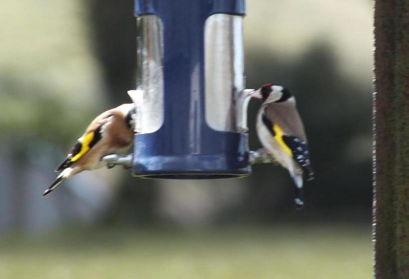 مبيت وإفطار The Burn