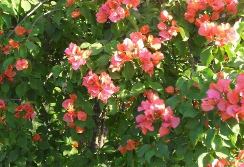 פנסיון Zuider Zee Guest House