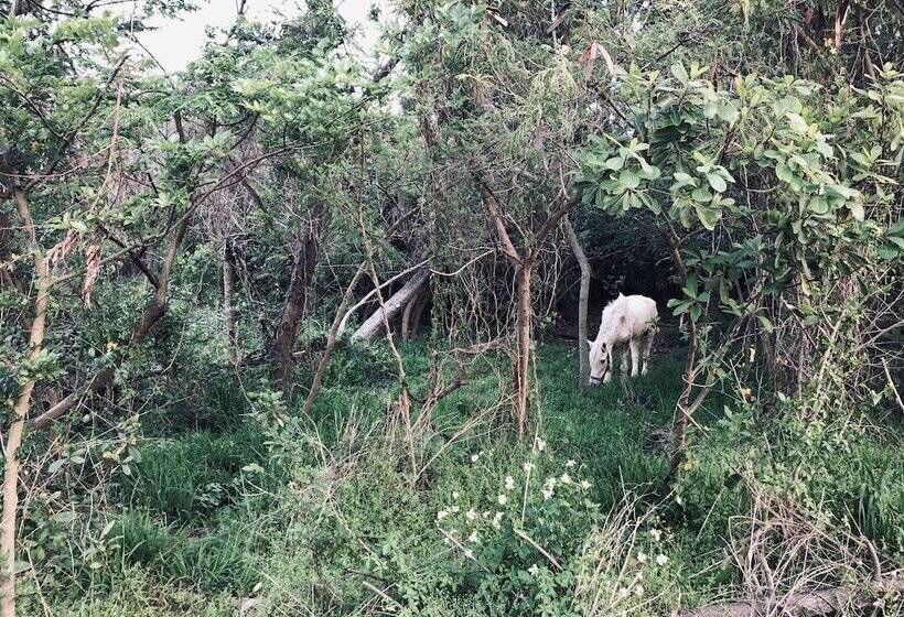 هتل Live Guesthouse