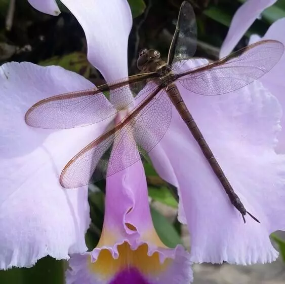 Hotelli El Castillo Chinauta