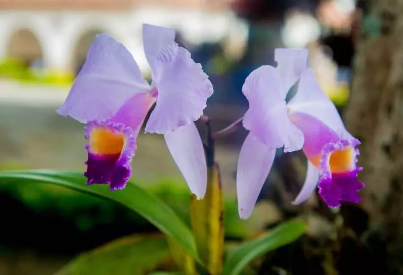 Hotelli El Castillo Chinauta